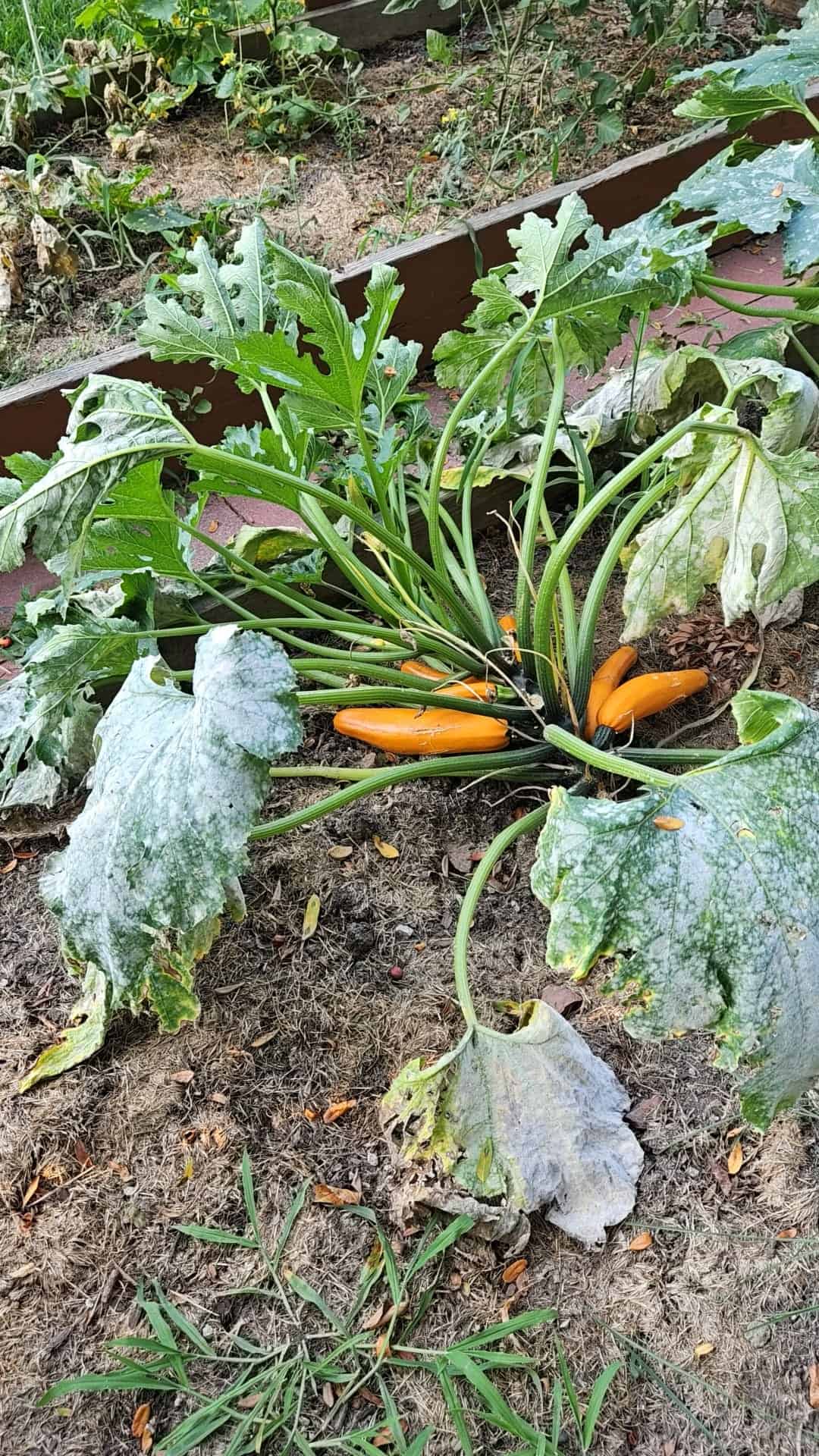 a vibrant golden zucchini (yellow courgette) plant with a powdery mildew growing in a home garden bed.