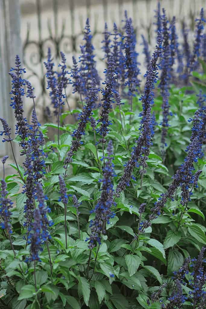 a vibrant garden bed filled with blooming blue salvia (Salvia farinacea) flowers.