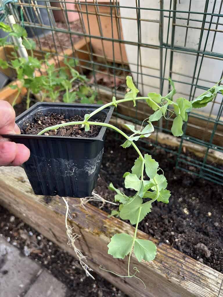 a gardener preparing to transplant a young pea plant from a black plastic nursery pot into a raised wooden garden bed