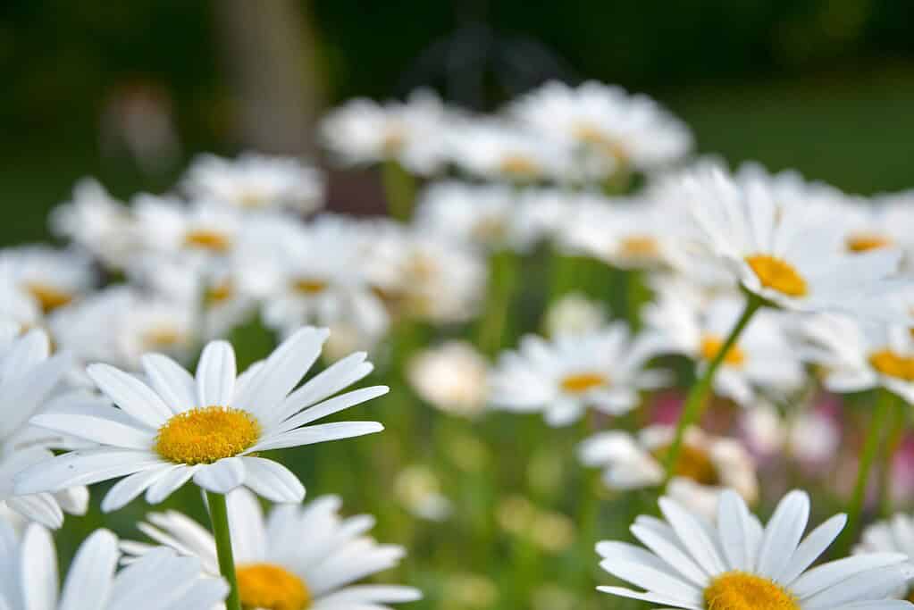 a lush summer garden filled with blooming Shasta daisies (Leucanthemum × superbum)