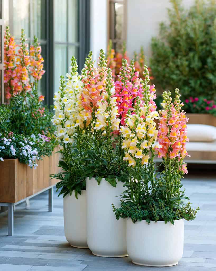 snapdragons (Antirrhinum majus) blooming in elegant white containers, placed within a lush and colorful container garden