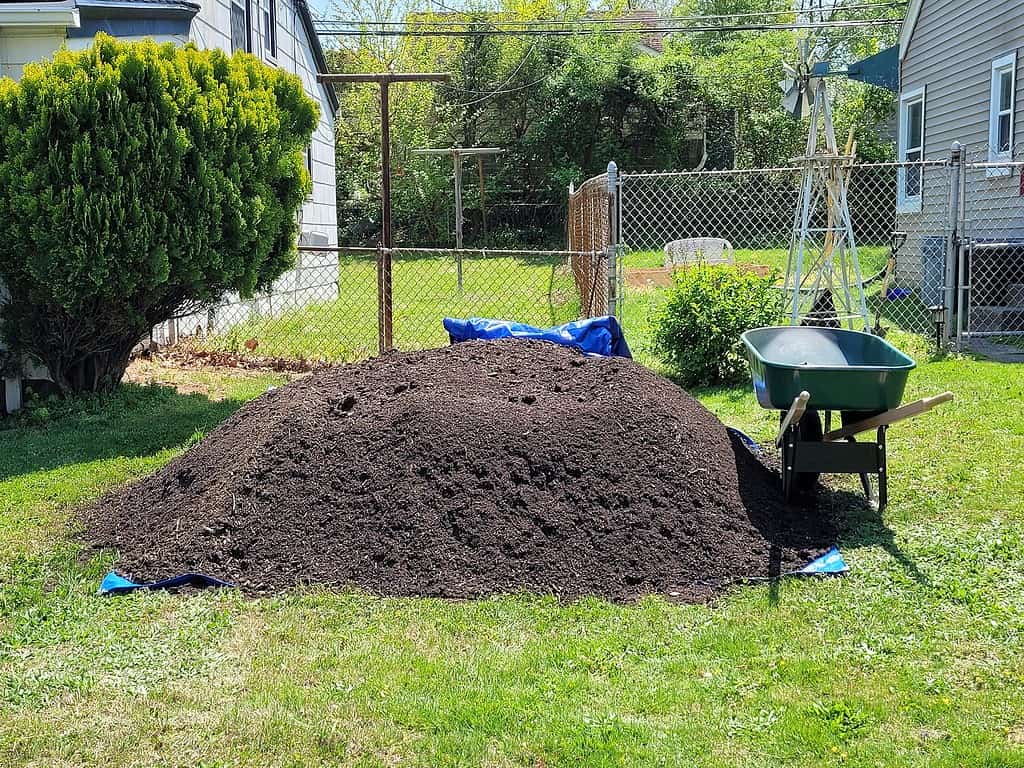 a large, freshly delivered pile of rich, dark compost soil resting on a vibrant green lawn