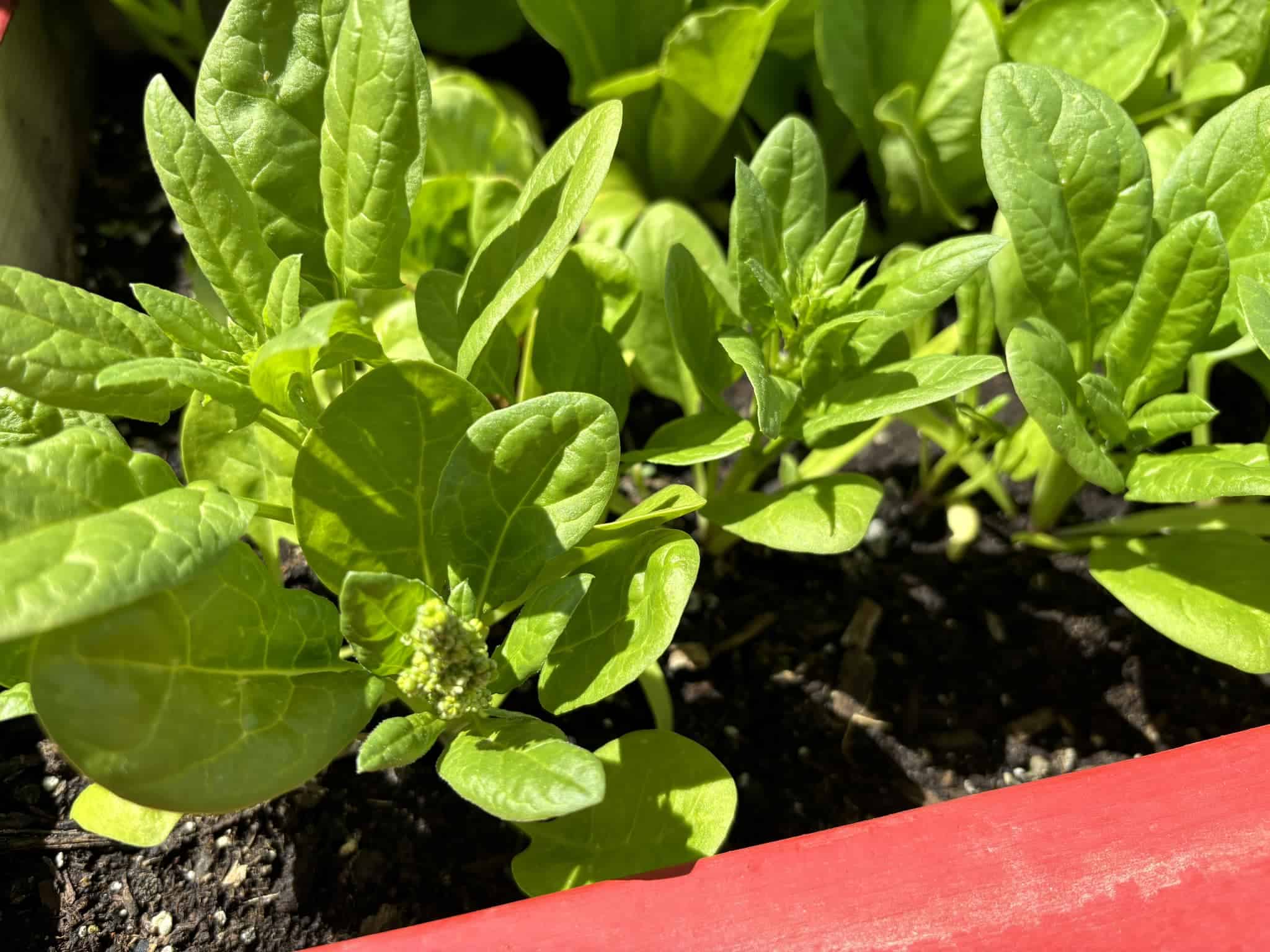 young spinach plants growing in a raised garden bed