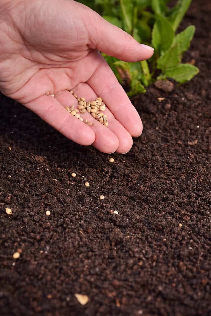 Sowing seeds in rich soil