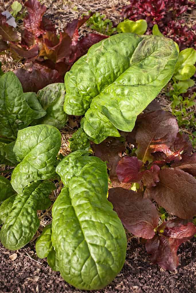 a vibrant organic vegetable garden bed featuring mature spinach plants growing among red and green lettuce varieties