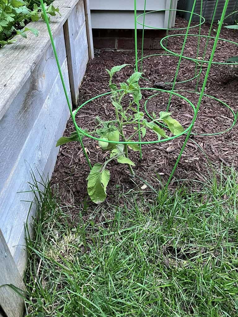 a small tomato plant growing in a backyard garden, supported by a vibrant green metal tomato cage
