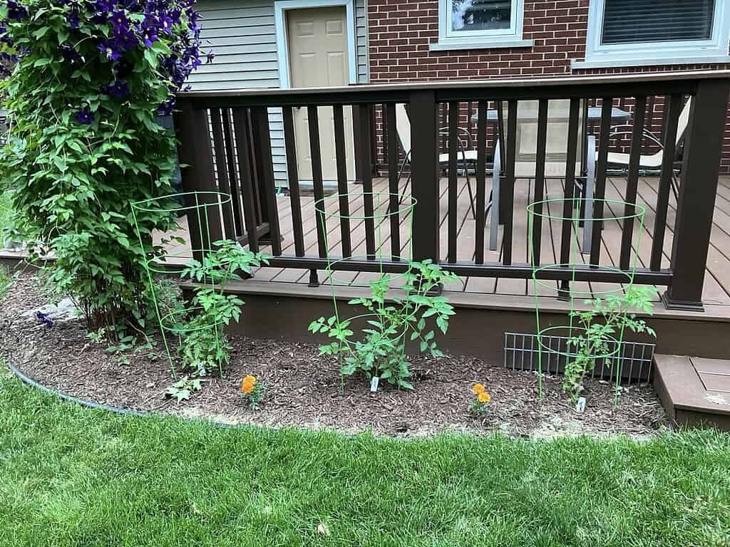 a suburban backyard garden along a raised wooden deck with dark brown railings.