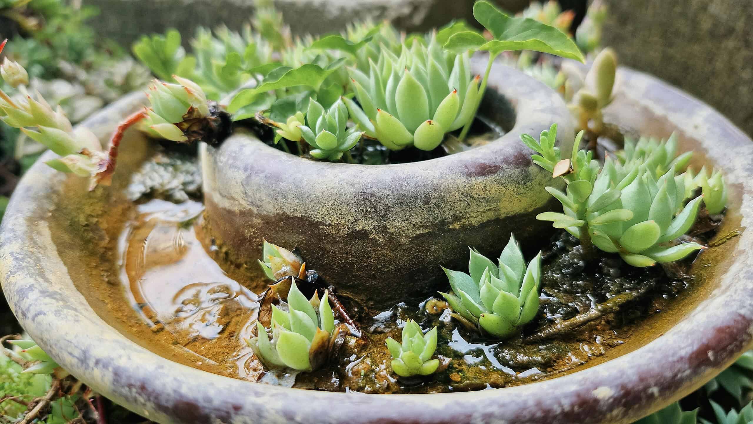 a rustic ceramic planter filled with a variety of healthy green succulents.