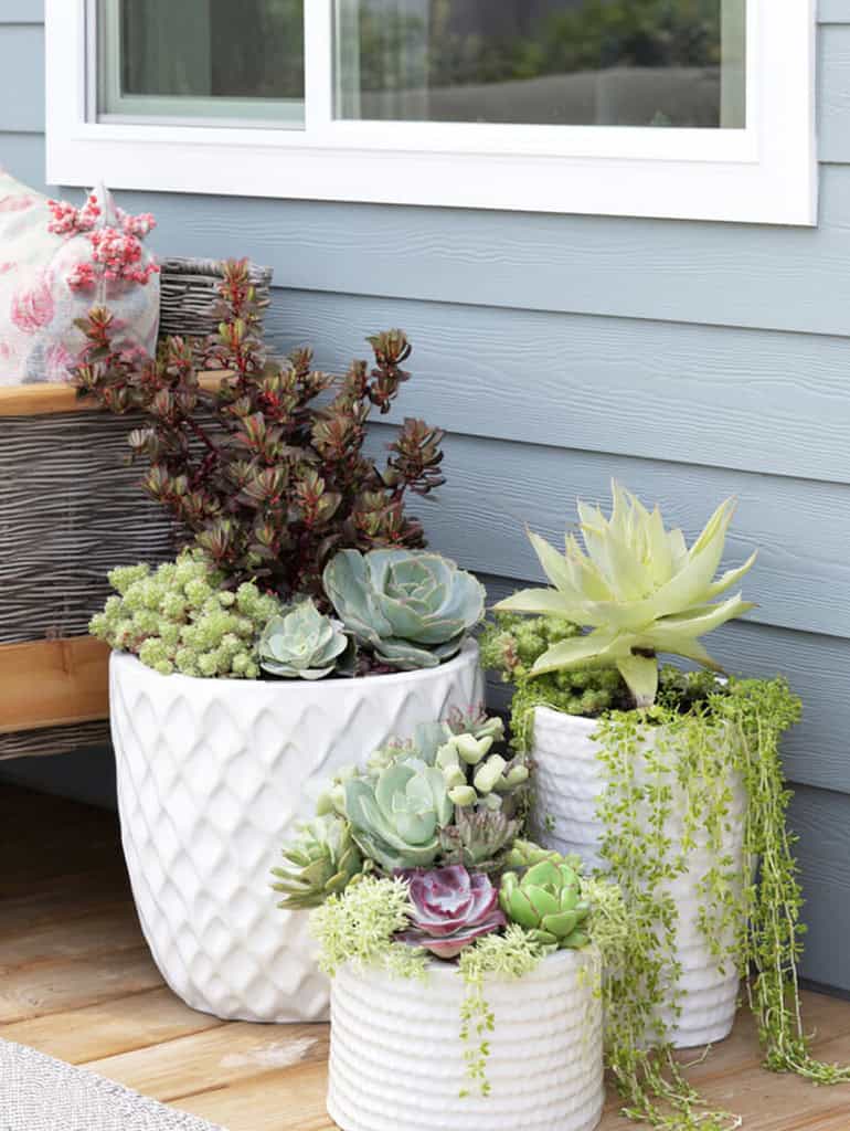 a modern patio corner featuring a curated arrangement of succulent plants in textured white ceramic planters