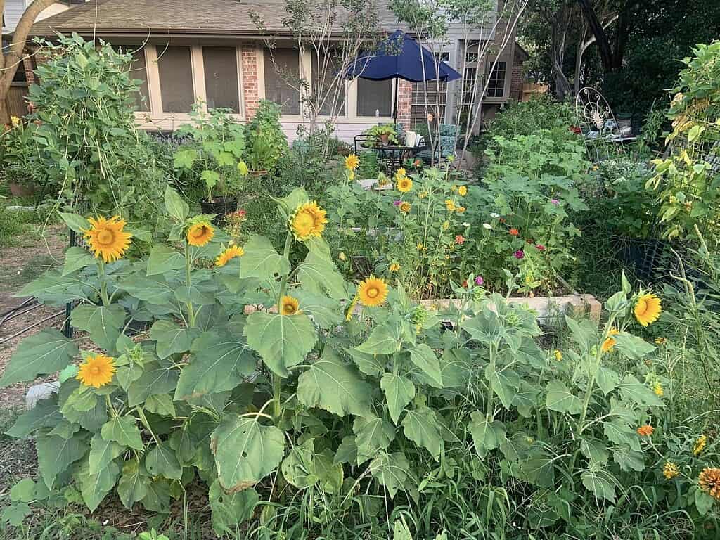 a lush, thriving backyard cottage garden in full bloom, filled with bright yellow sunflowers, mixed wildflowers, and dense green foliage.