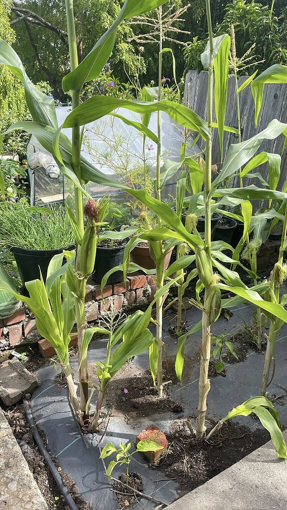 mature corn plants growing in a small urban backyard plot