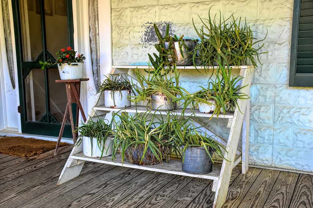 Front porch planter display with tiered wooden shelf holding multiple aloe plants in white and galvanized containers beside green entry door.