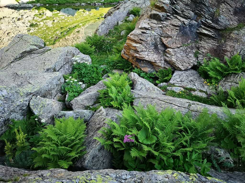 Natural rock garden landscape with large boulders, layered stone formations, and low-maintenance alpine plants and ferns growing between rocks