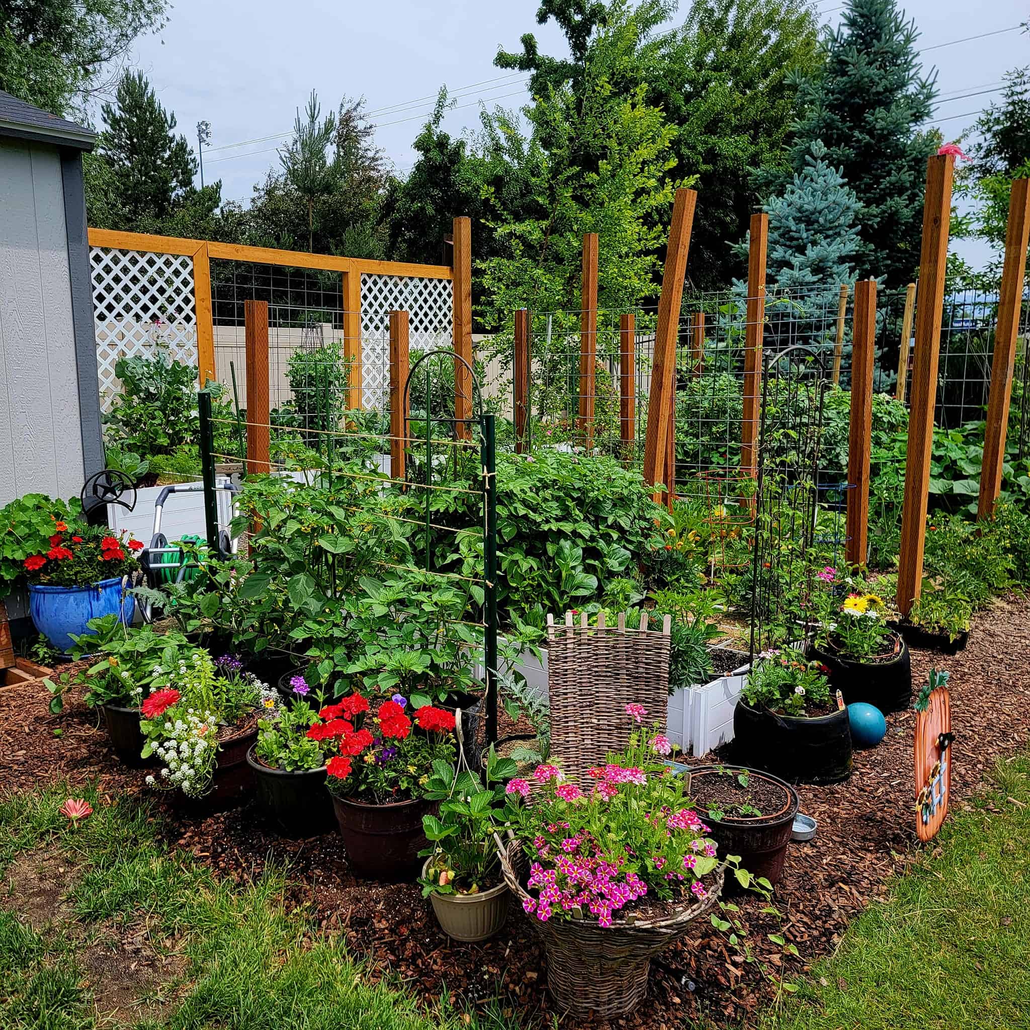 a lush, well-maintained backyard vegetable and flower garden in mid-summer.