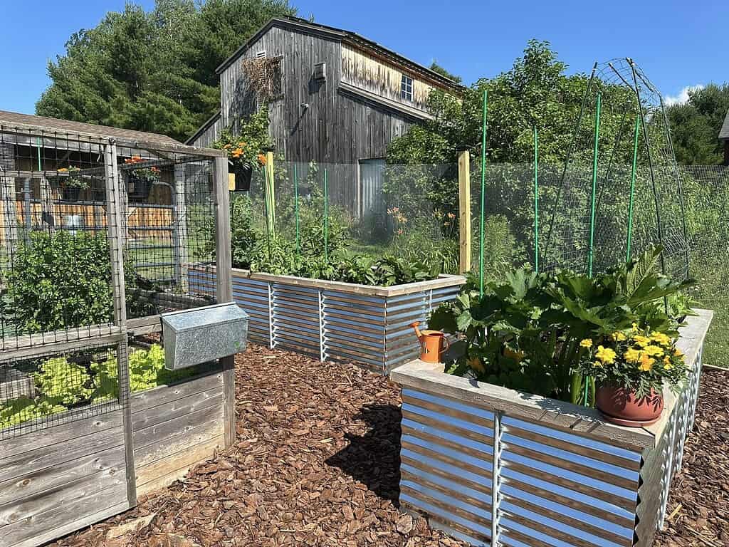 a well-maintained backyard vegetable garden featuring modern raised beds made of corrugated metal with wooden trim.