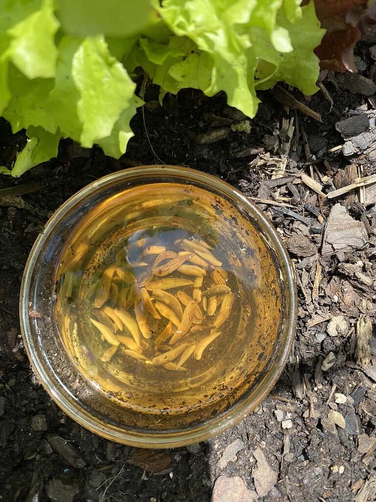 a small glass jar filled with beer and numerous small slugs submerged inside.