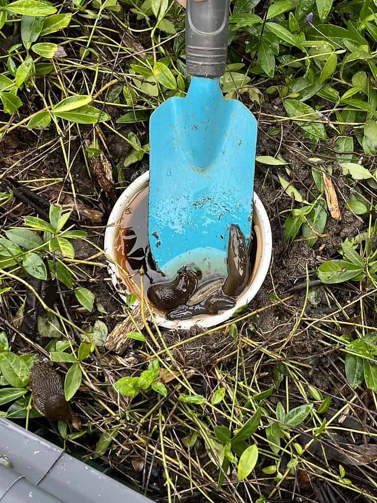 several large garden slugs gathered inside a small white plastic container