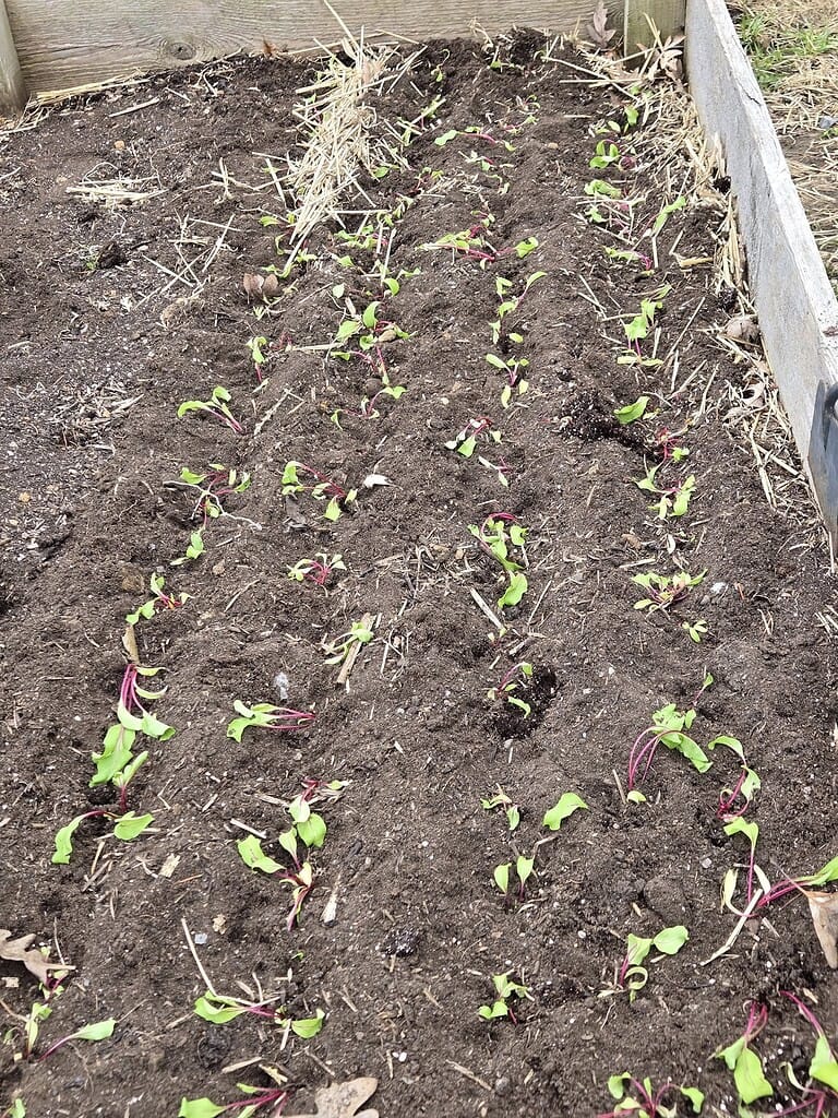 a freshly planted raised garden bed filled with young beet seedlings.