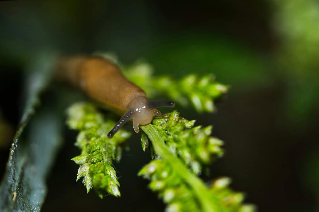 a small brown garden slug crawling along a vibrant green plant stem.