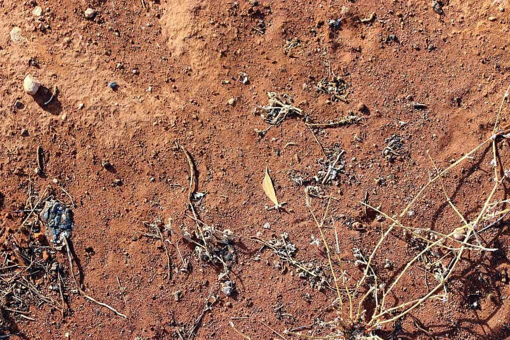 view of dry, reddish-brown soil with a hard, compacted surface