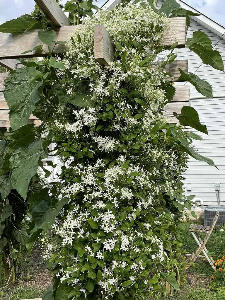 a lush flowering vine climbing a wooden pergola post in a suburban backyard.
