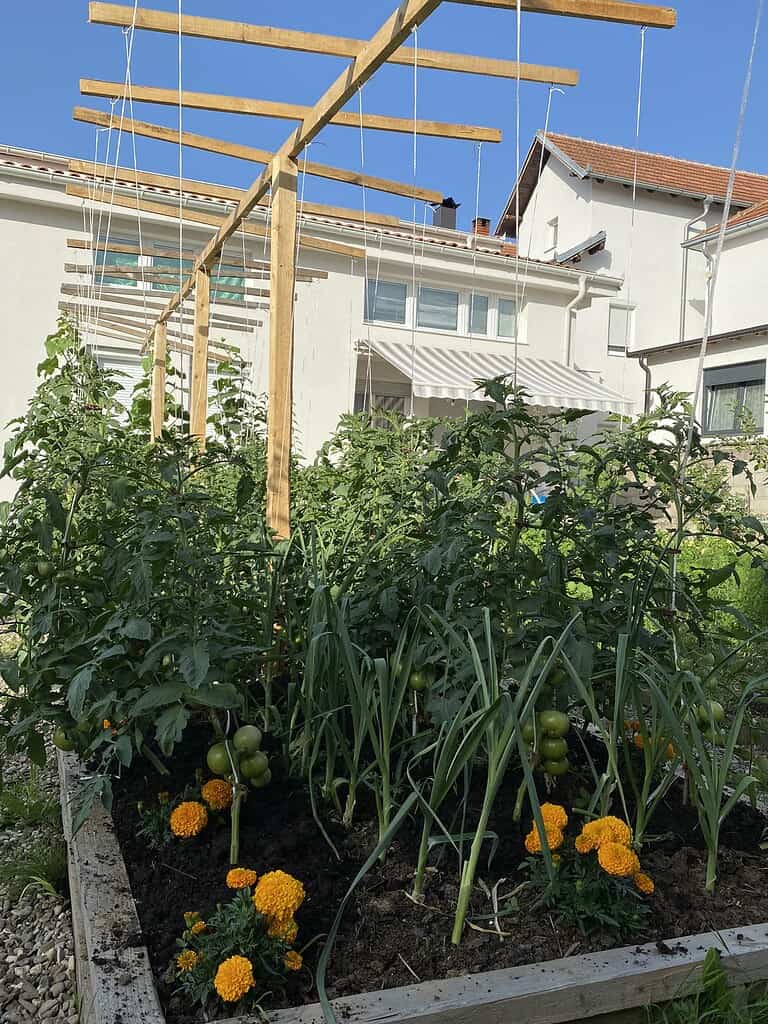 a well-maintained backyard vegetable garden featuring raised garden beds filled with thriving tomato plants, garlic, and bright orange marigolds used as companion plants