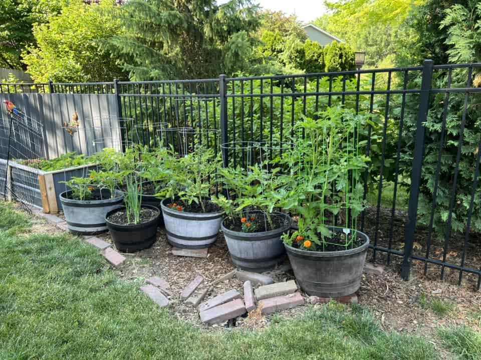 a neat row of container-grown vegetable plants arranged along a black metal backyard fence.