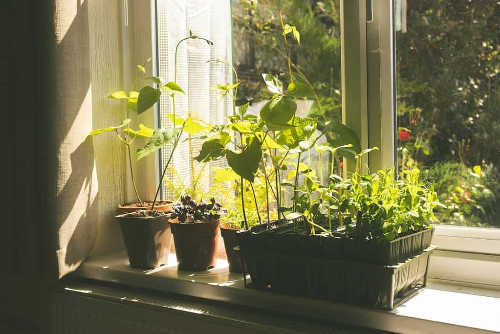 young vegetable seedlings and potted plants growing on a sunlit windowsill.