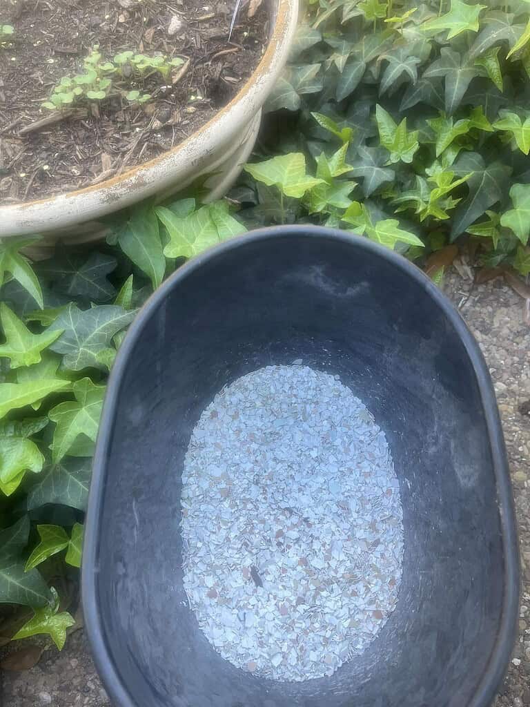 a black plastic bucket partially filled with finely crushed eggshells, placed in a lush garden setting surrounded by green ivy and a large ceramic planter.