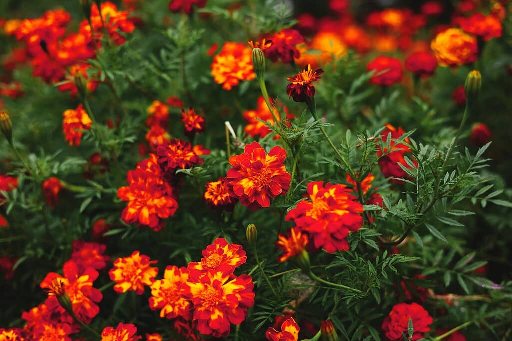 a dense cluster of blooming French marigolds in a natural garden setting.