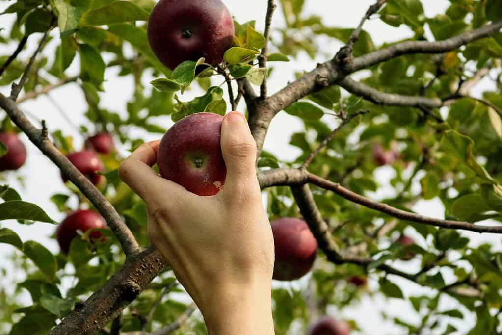woman picking fresh apples at the orchard.