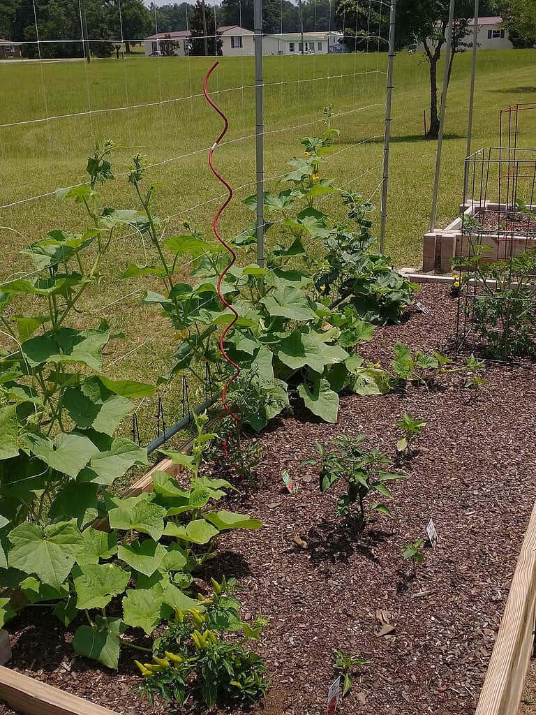 a raised backyard vegetable garden bed on a bright sunny day.