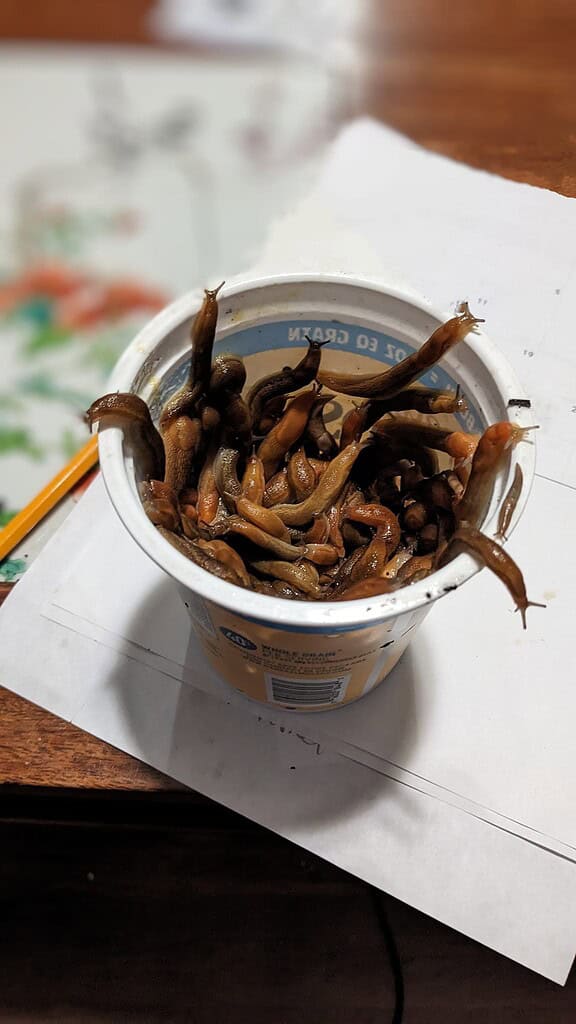 a small white plastic food container filled completely with live garden slugs