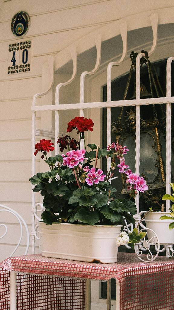 a charming vintage-style outdoor vignette featuring blooming geraniums in a cream-colored rectangular planter.