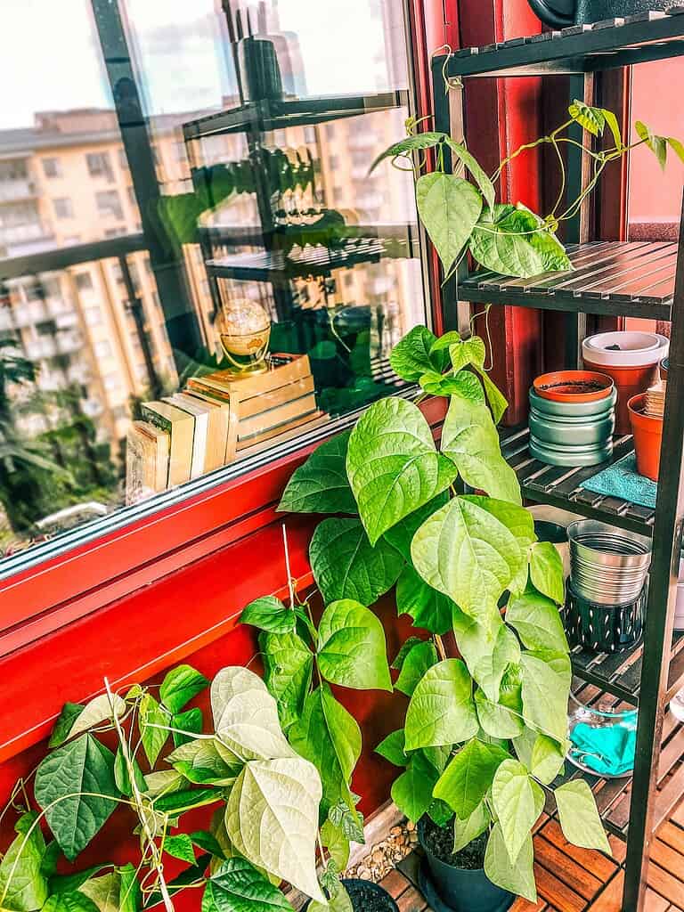 a thriving indoor balcony garden corner.