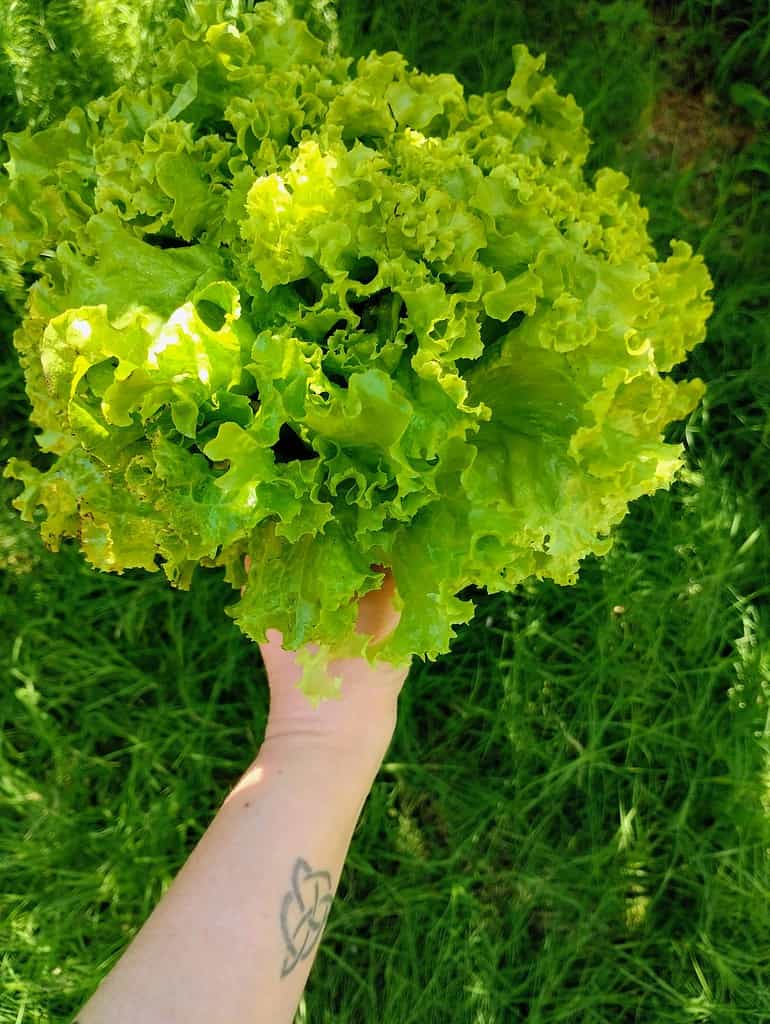 hand holding fresh green lettuce outdoors