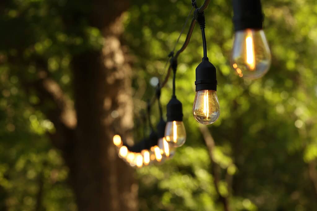 String lights hanging between trees
