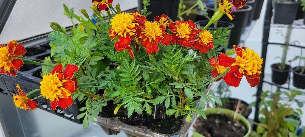 potted French marigolds (Tagetes patula) growing in small nursery containers.