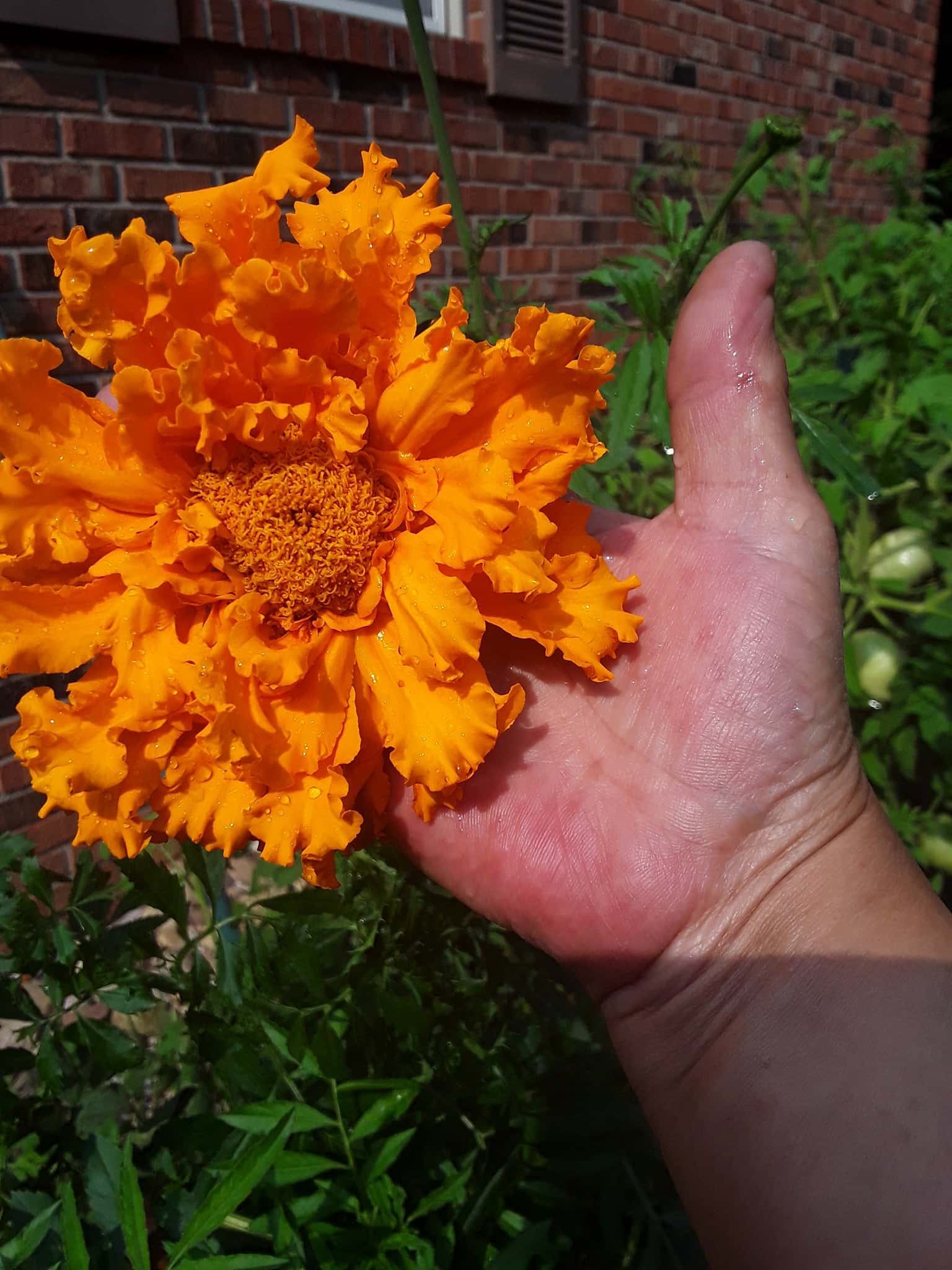 a vibrant orange marigold flower being gently held in a human hand