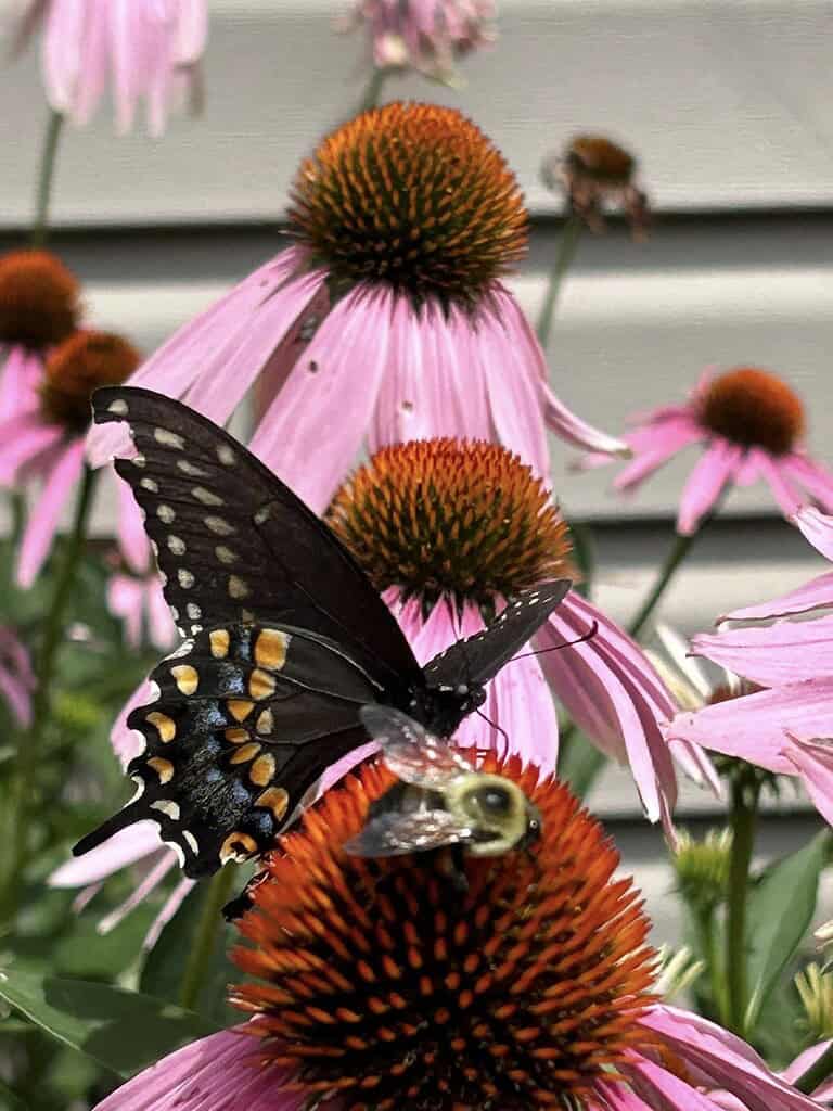 a dark swallowtail butterfly perched on a blooming pink coneflower (Echinacea).