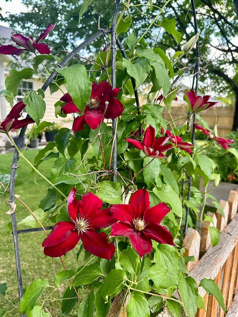 a deep red clematis vine climbing a dark metal arch trellis in a lush suburban backyard.