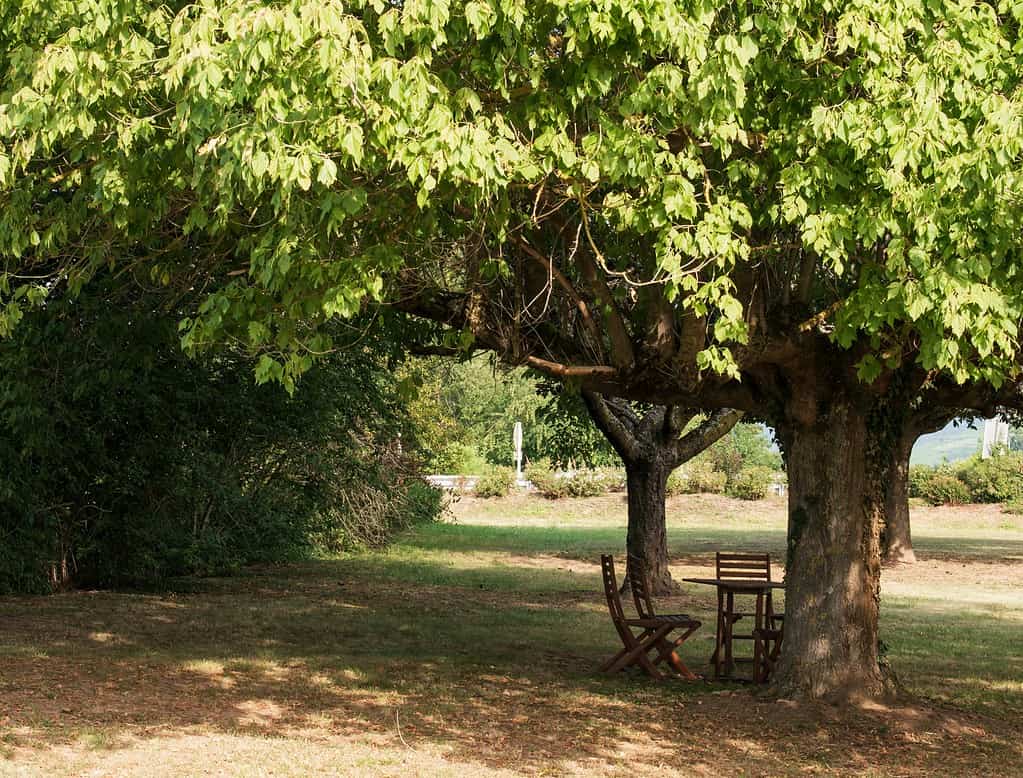 a serene garden scene beneath a large, mature deciduous tree in full green leaf.