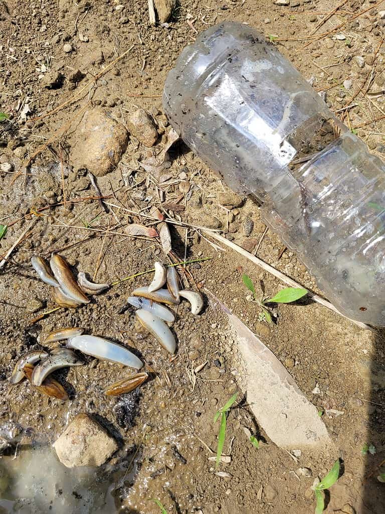 several live garden slugs scattered across wet, muddy ground in bright natural sunlight