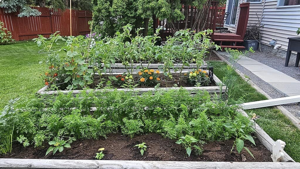 a thriving backyard vegetable garden with multiple raised wooden beds in peak summer growth.