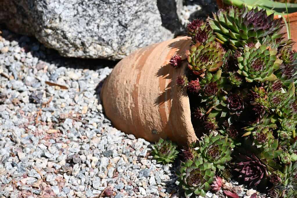 Terracotta pot tipped on its side with succulent plants spilling onto gravel, surrounded by decorative stones