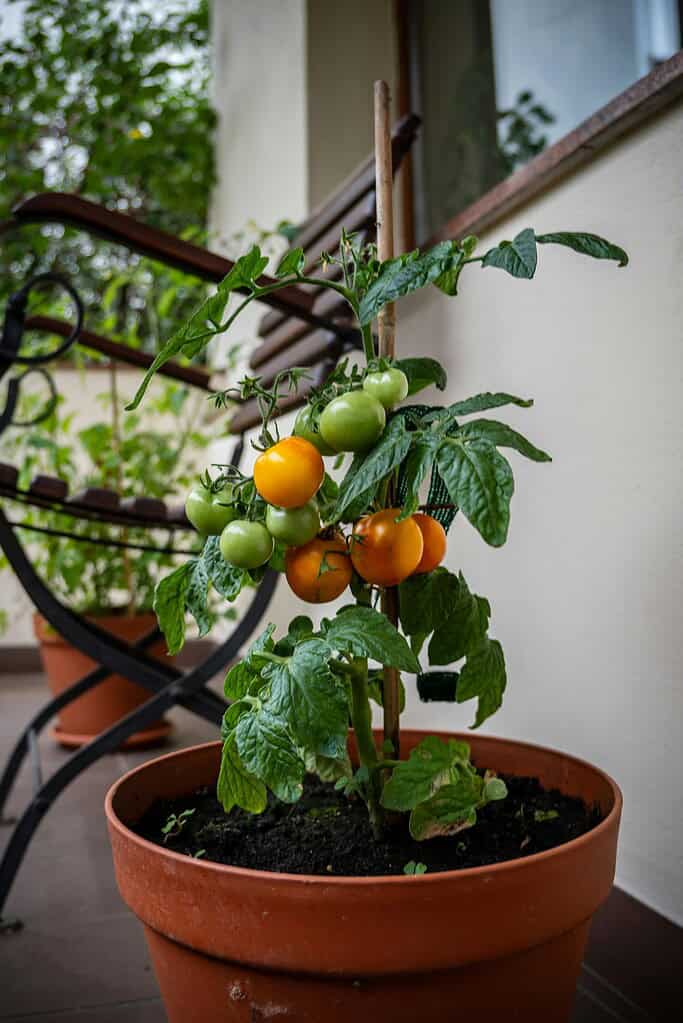 a compact tomato plant growing in a terracotta pot on a residential balcony