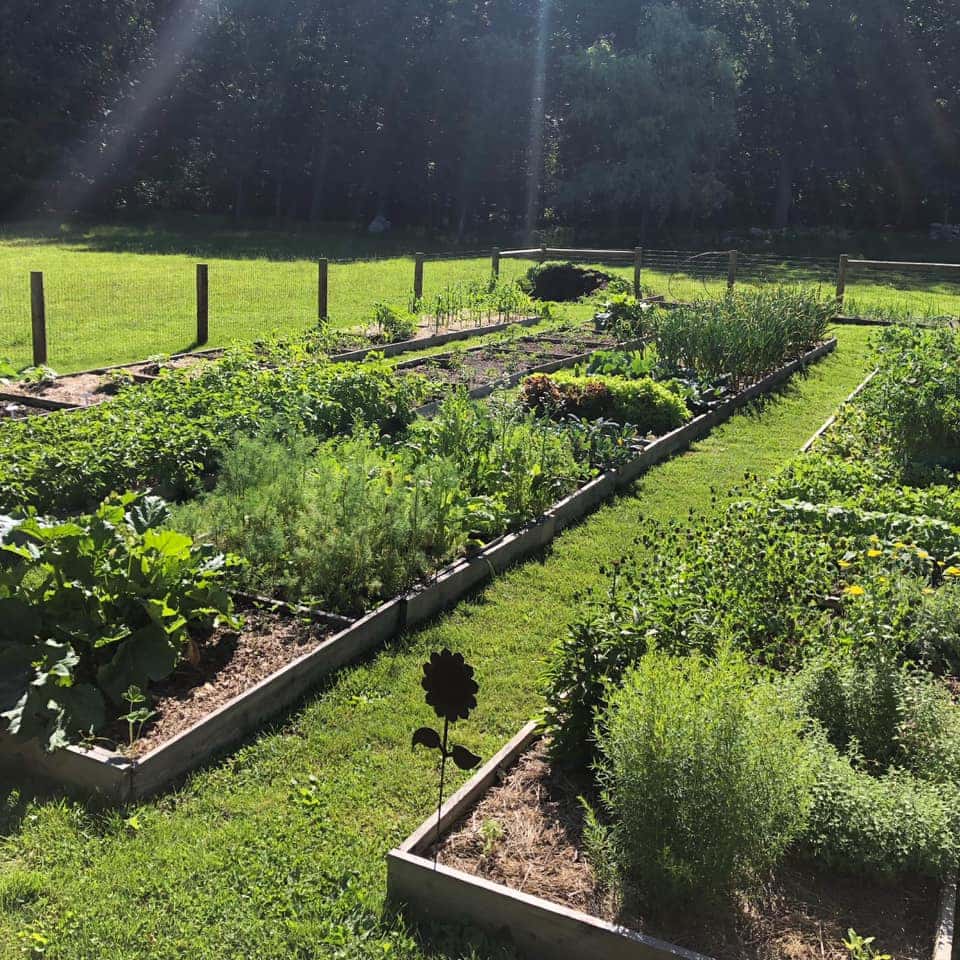 a lush backyard vegetable garden during golden hour.