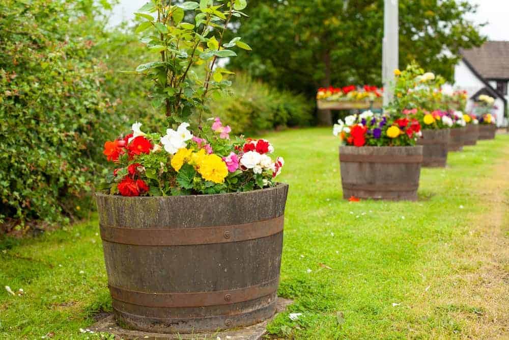 a row of rustic wooden barrel planters arranged diagonally across a lush green lawn.