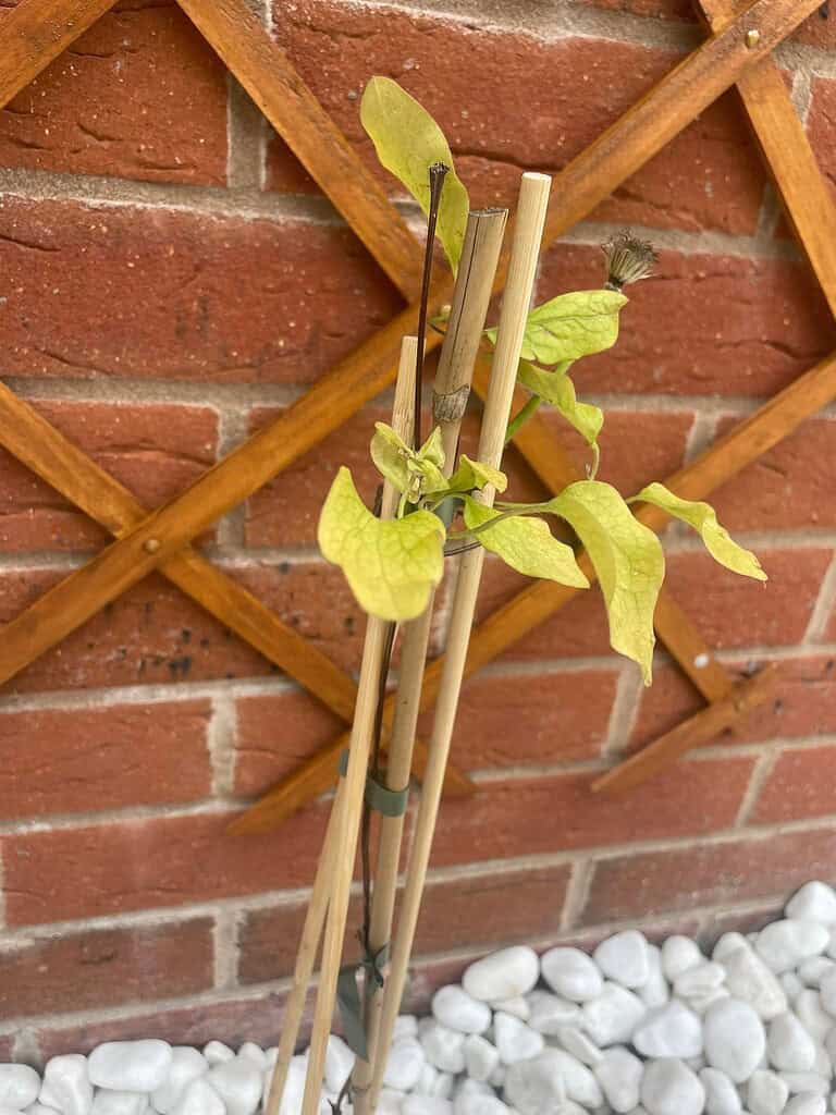a young clematis vine with pale yellow-green leaves climbing thin bamboo support stakes against a red brick wall with a wooden lattice trellis.