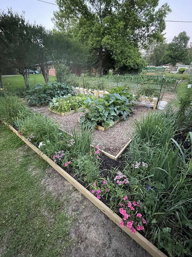 backyard vegetable garden with raised beds and flowers planted for companion planting